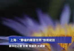 Misfits力克TL，Huni惊艳世界