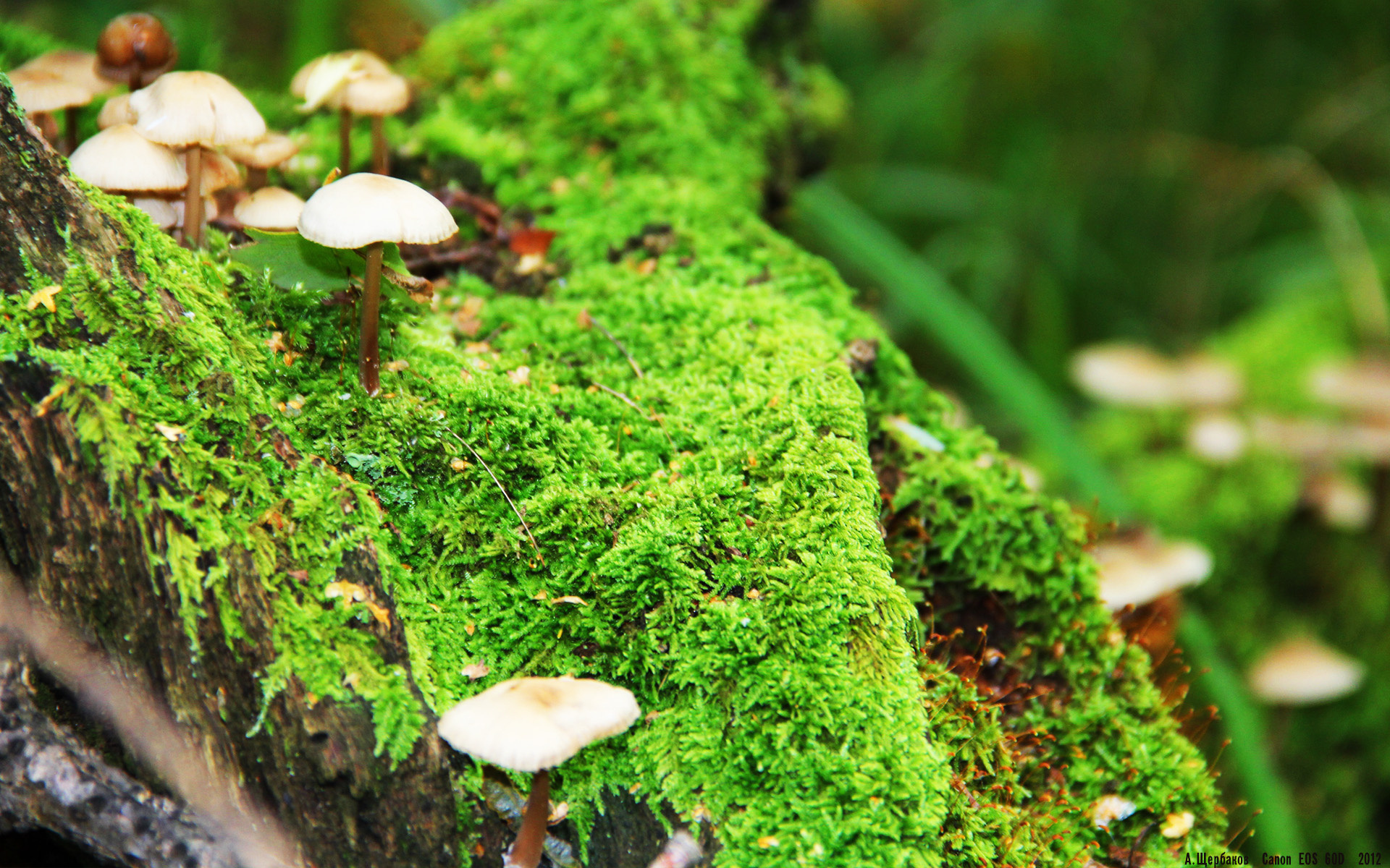 惊天冷门！哈斯上演绝地逆袭，拉塞尔末圈超车引爆赛场