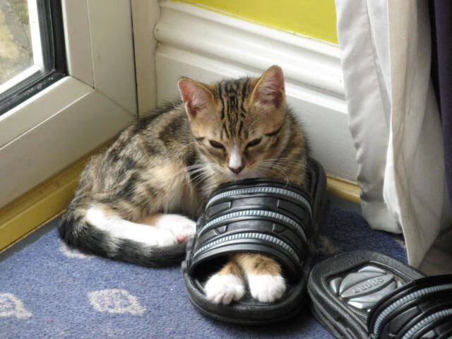 23分钟改写十年,奥地利绝境翻盘的三个奇迹时刻