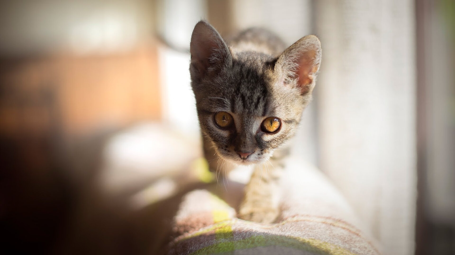 23分钟改写十年,奥地利绝境翻盘的三个奇迹时刻
