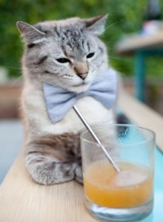 黑马奔腾,达拉斯夜未眠—米切尔稳定输出引领奇才逆袭独行侠