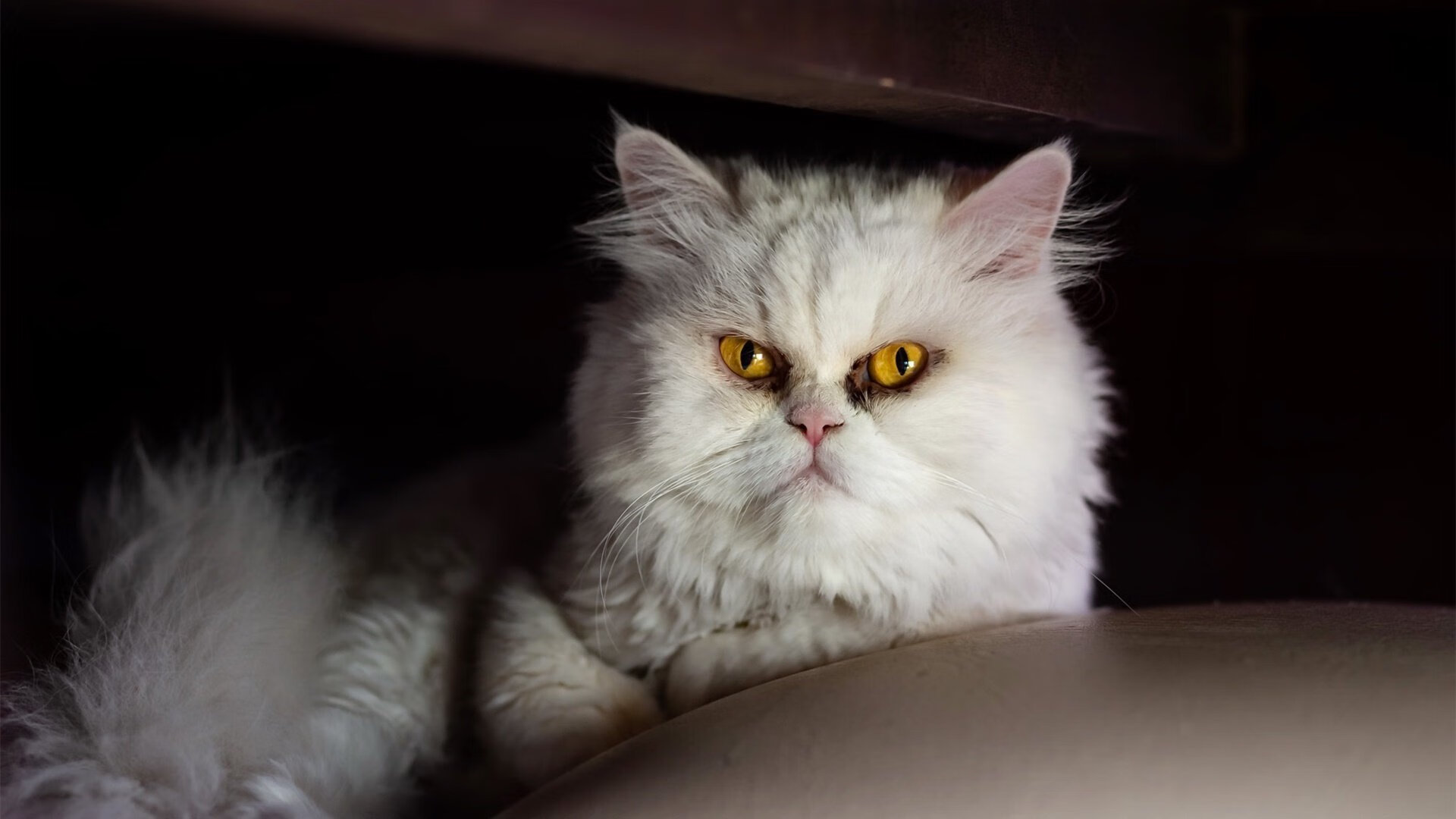 加拿大斩落秘鲁,德布劳内式节奏掌控铸就胜利