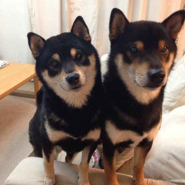 铁血封锁与孤星闪耀,当活塞绞索套住马刺,武切维奇在世界的棋盘上落子称王