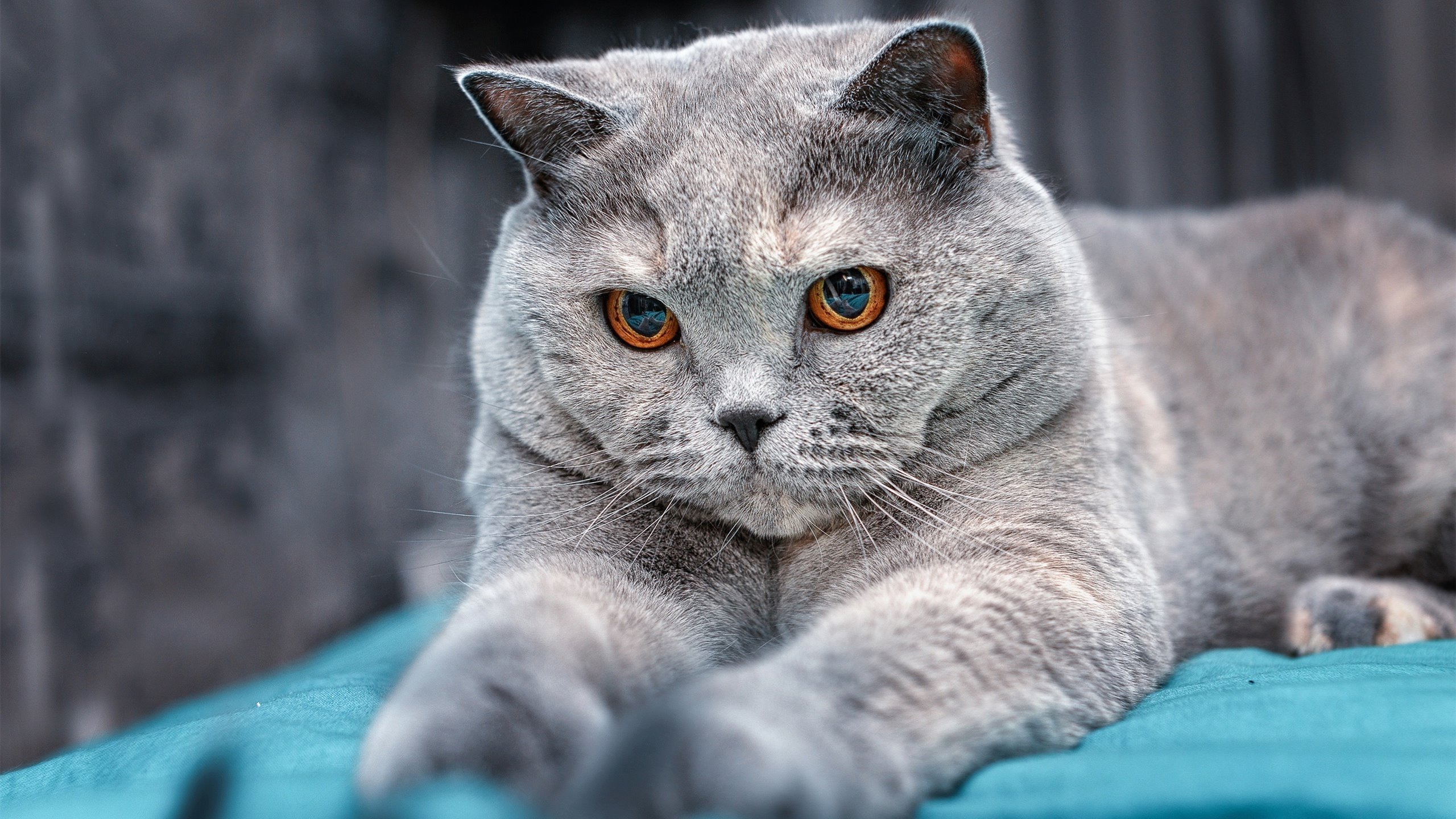 跨洋对决显神威！福克斯狂飙37分赛后评分拉满，山西队轻取步行者