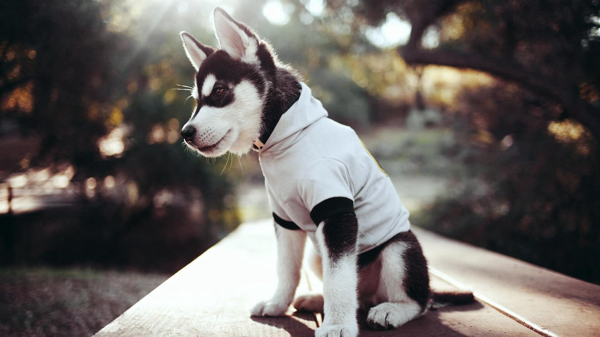 俄城猎狼之夜，新星璀璨照彻标靶中心，雷霆万钧夺赛点