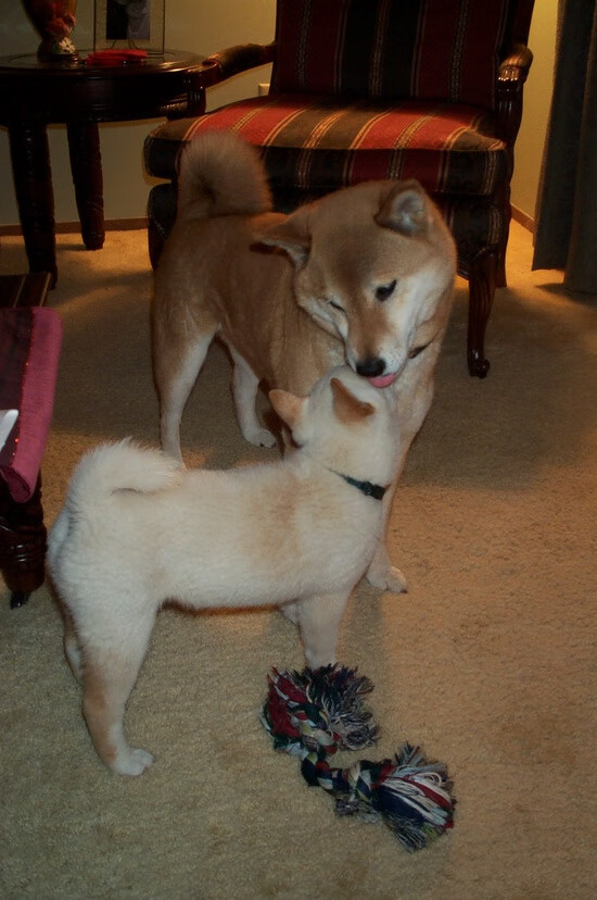 布克的星月夜，西决生死战，一个得分后卫的独白与焰火