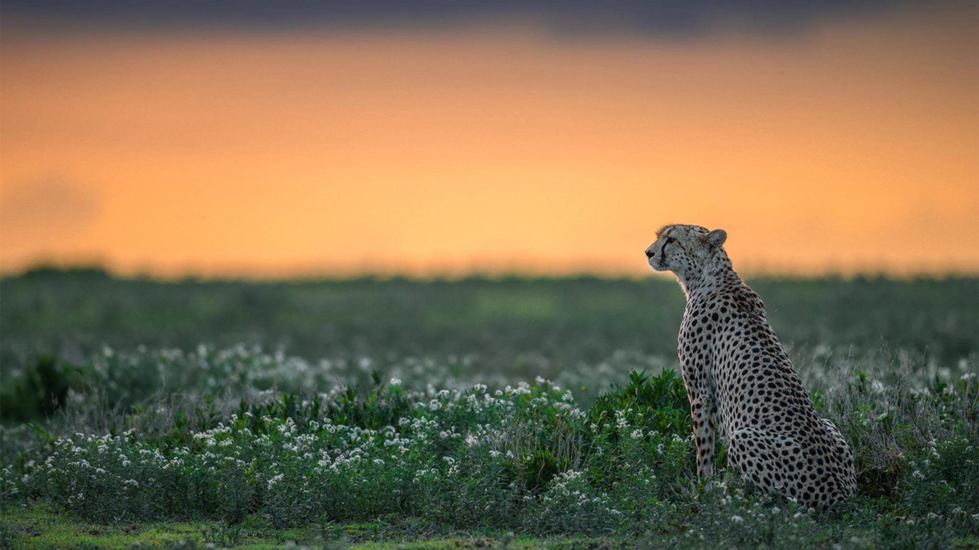 德里赫特统治级数据闪耀跨界对决，莱比锡红牛力克塞内加尔的战术奥秘